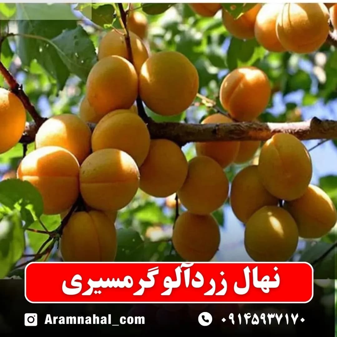 نهال زردآلو گرمسیری