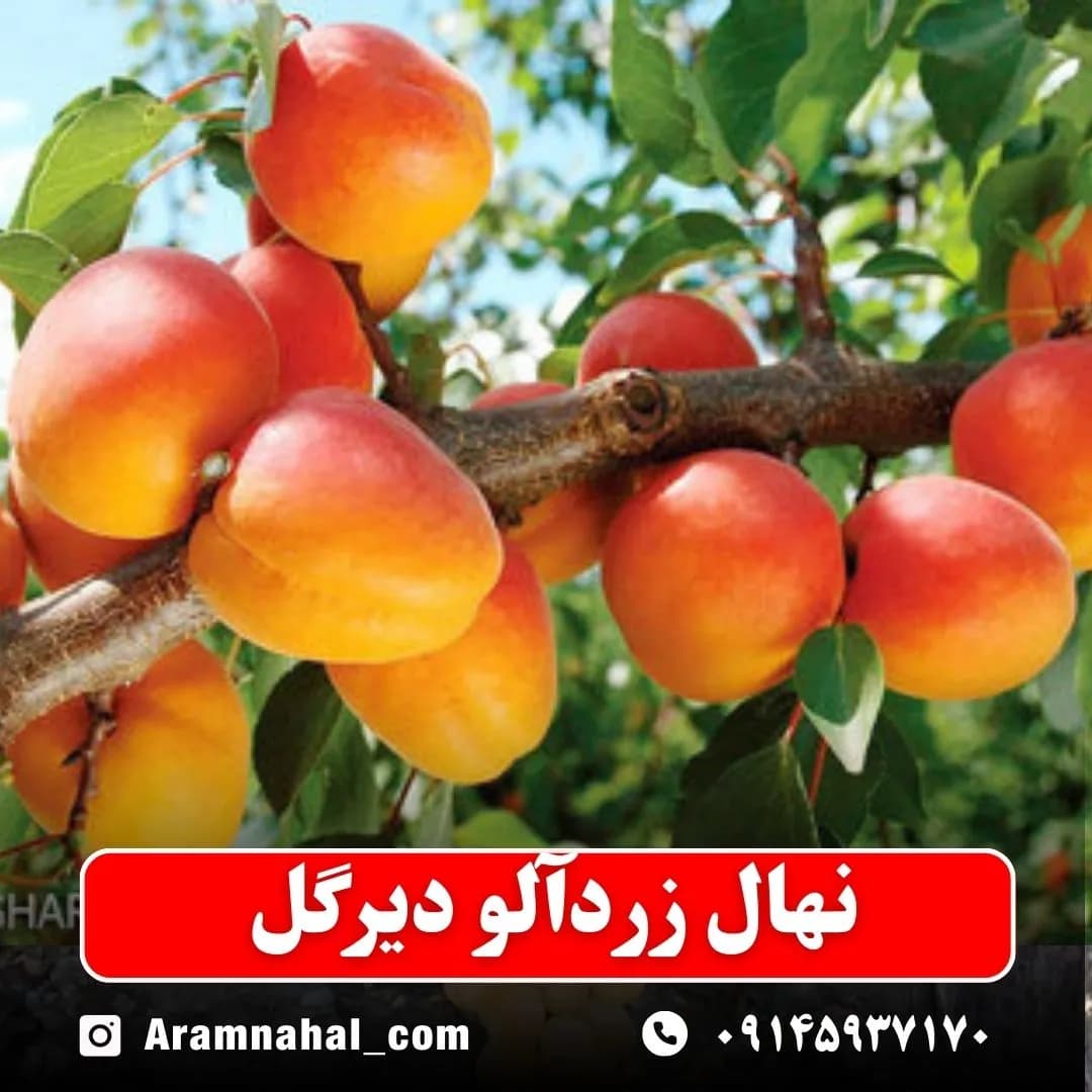 نهال زردآلو دیرگل