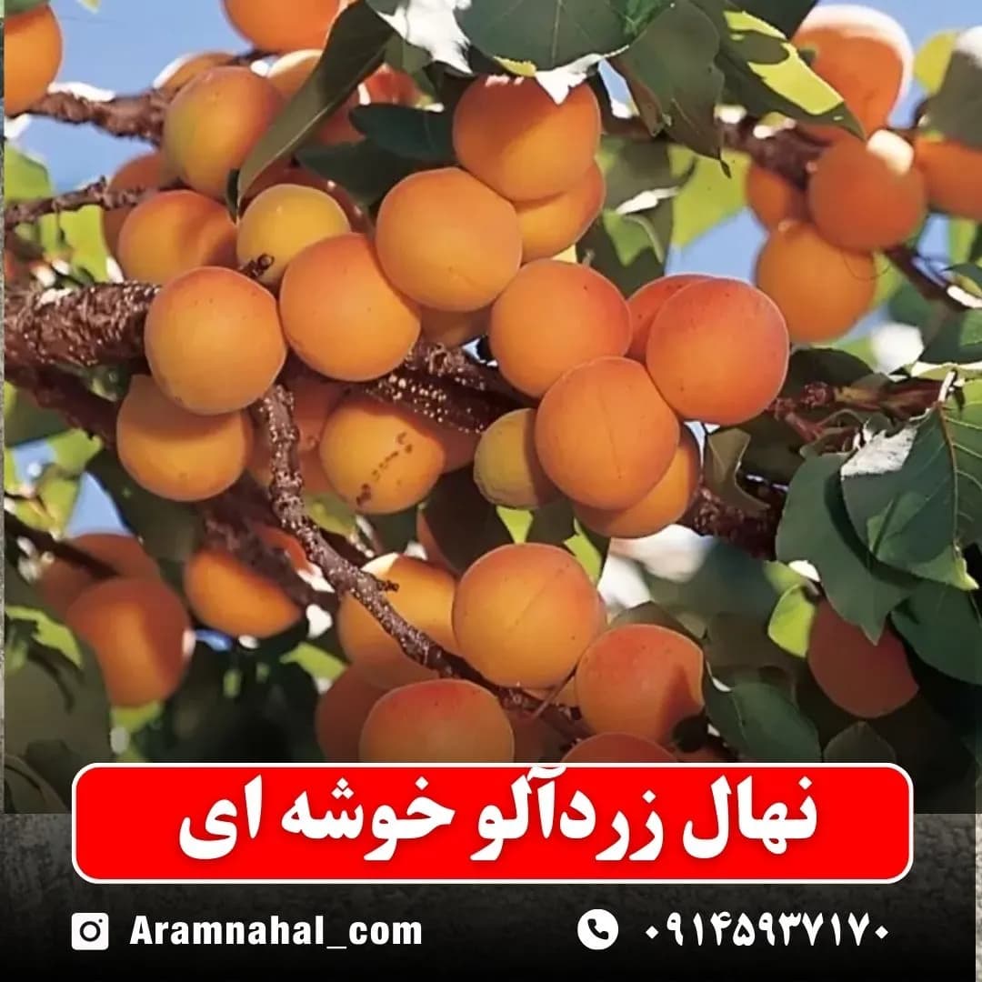 نهال زردآلو خوشه ای