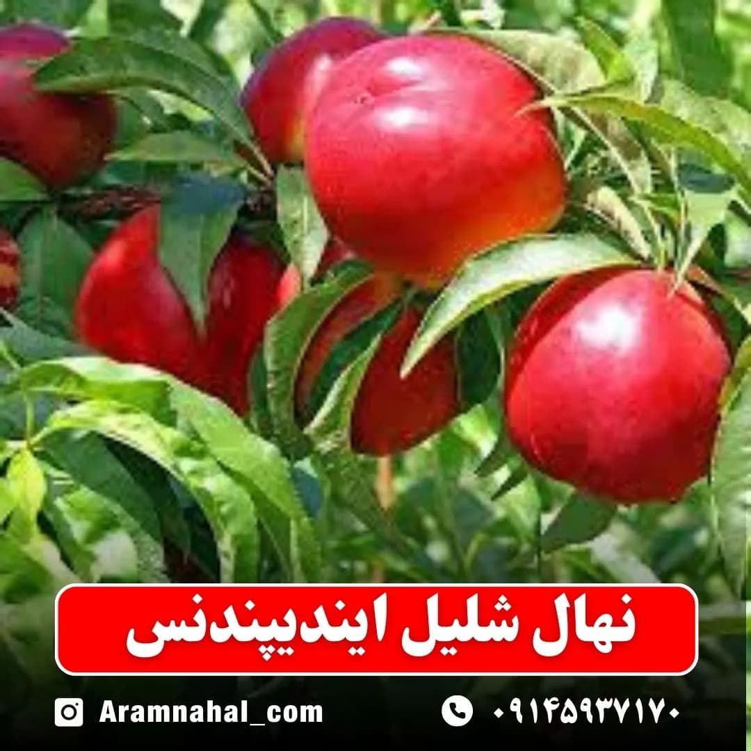 نهال شلیل ایندیپندنس