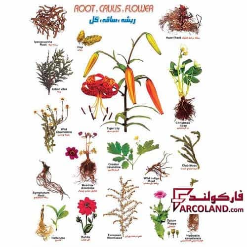 برچسب آموزشی ریشه، ساقه و گل