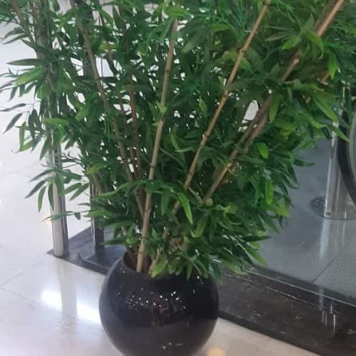 بامبو مصنوعی تک شاخه تراکم کم