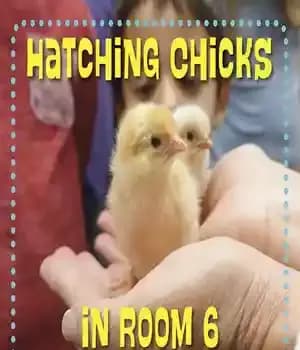 دانلود کتاب Hatching Chicks in Room 6 – جوجه کشی در اتاق 6
