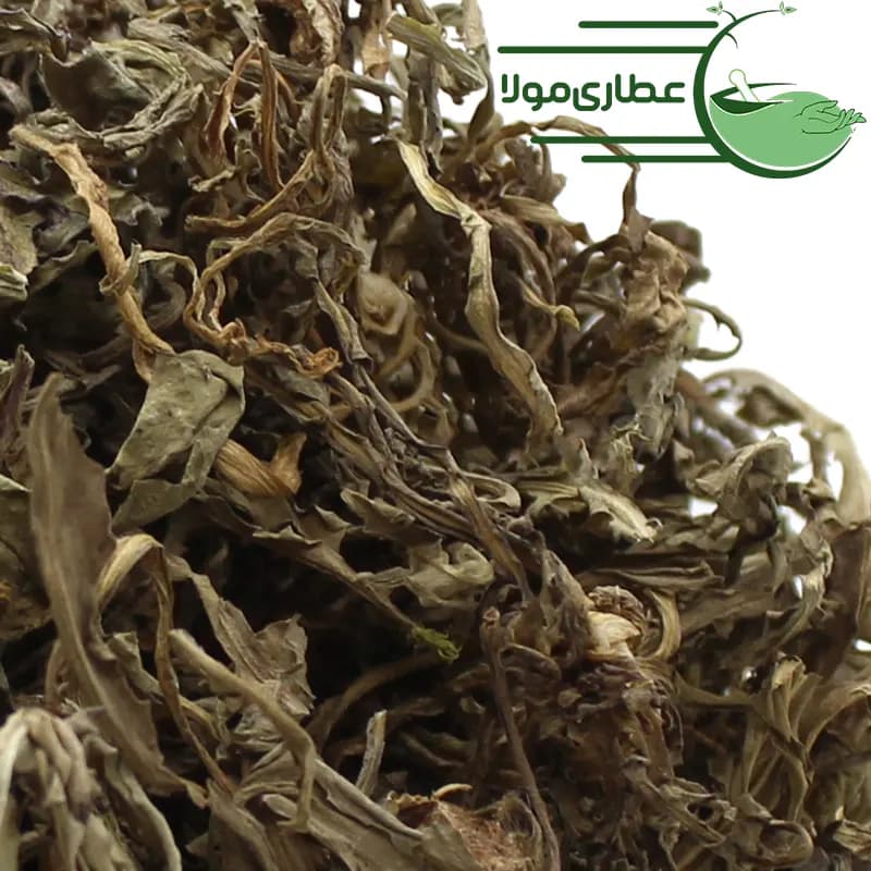 اندام هوایی قاصدک