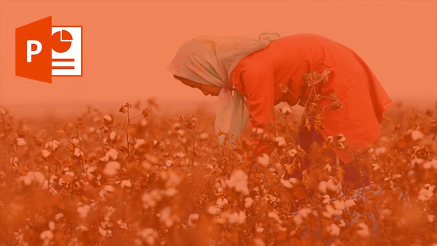 و دانلود پاورپوینت کاشت ، داشت ، برداشت پنبه