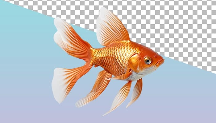 تصویر PNG ماهی عید و نوروز