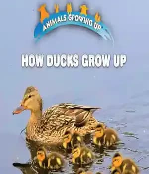 دانلود کتاب How Ducks Grow Up