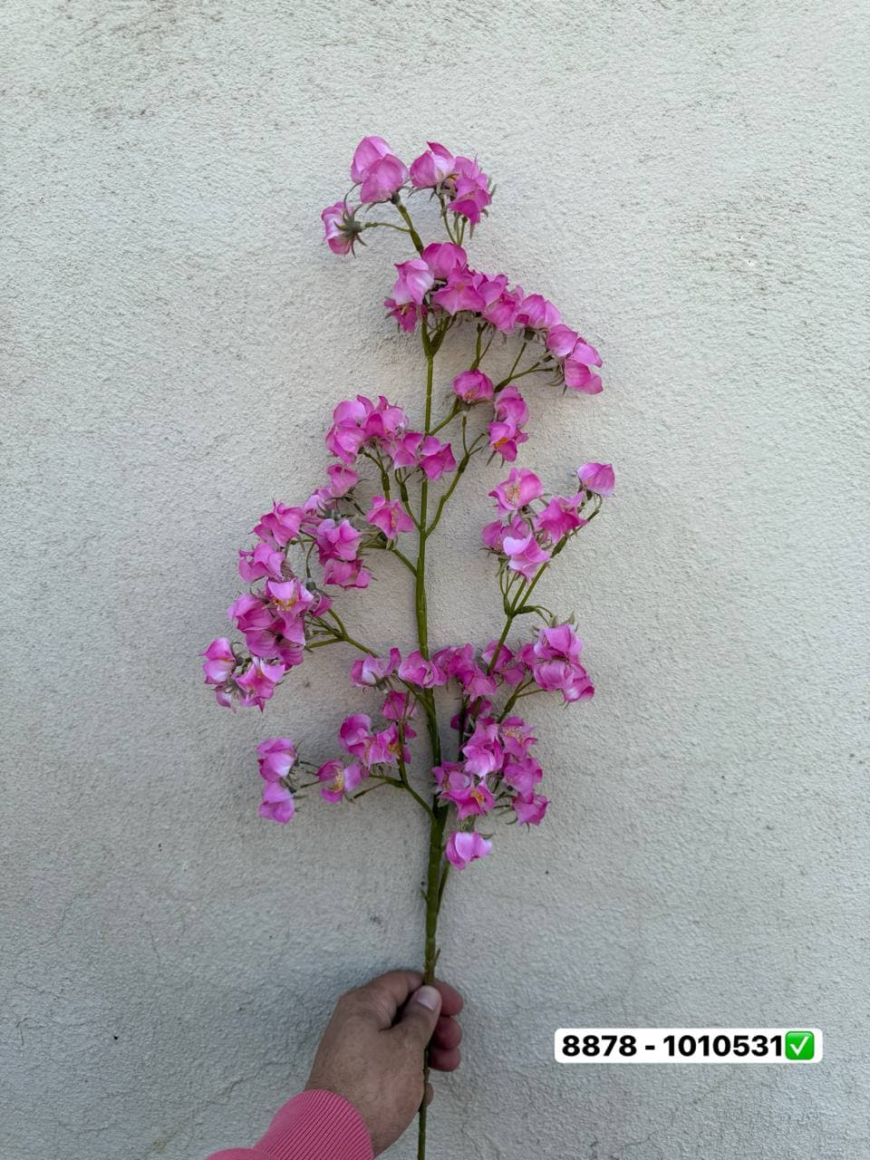 شکوفه غنچه یاس لمسی — تصویر ۳