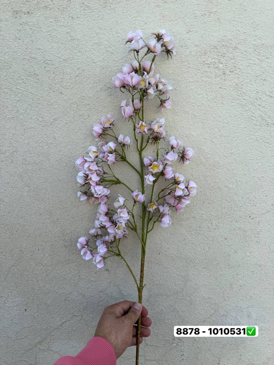 شکوفه غنچه یاس لمسی — تصویر ۲