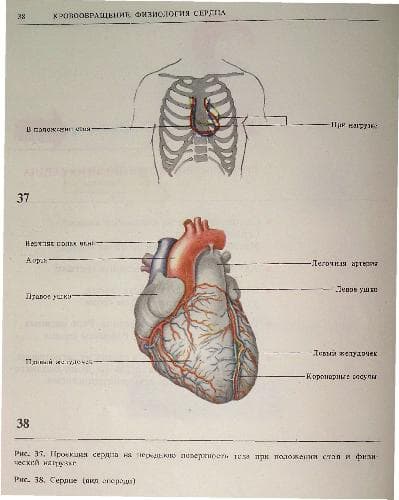 دانلود کتاب Кровообращение. Физиология сосудов