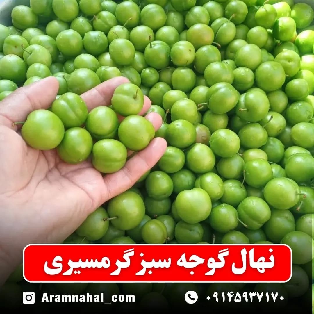 نهال گوجه سبز گرمسیری