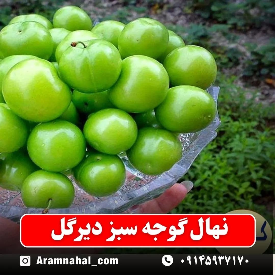نهال گوجه سبز دیرگل