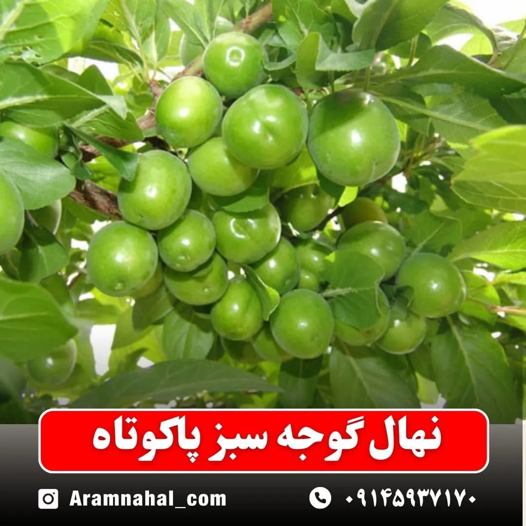 نهال گوجه سبز پاکوتاه