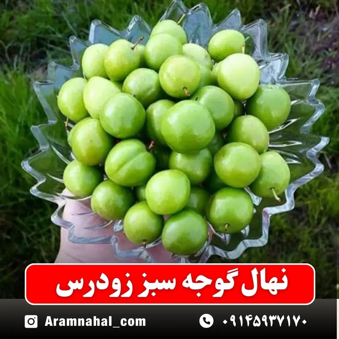 نهال گوجه سبز زودرس
