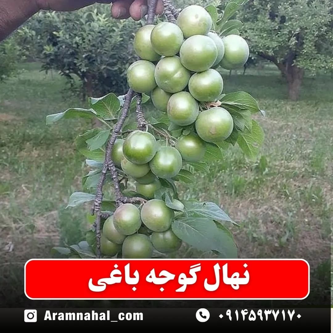 نهال گوجه باغی