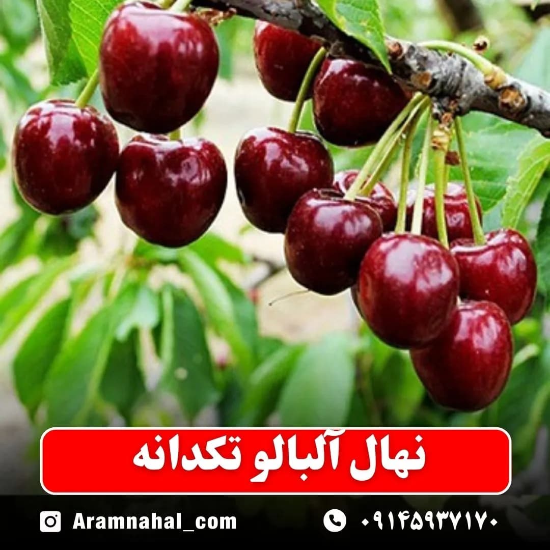 نهال آلبالو تکدانه