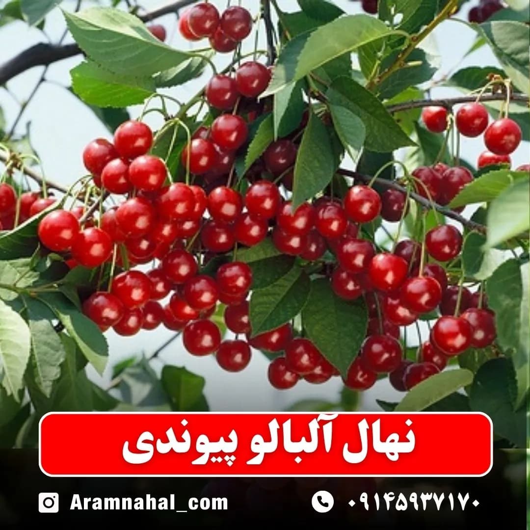 نهال آلبالو پیوندی