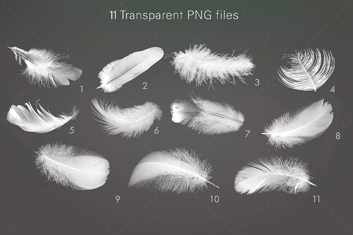 PNG پر پرنده سفید دوربری شده برای افکت گذاری تصاویر — تصویر ۵