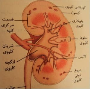 پاورپوینت کلیه و مجاری ادراری (28 اسلاید)