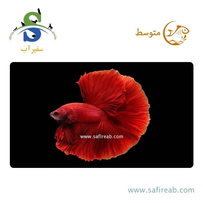 ماهی فایتر هافمون قرمز