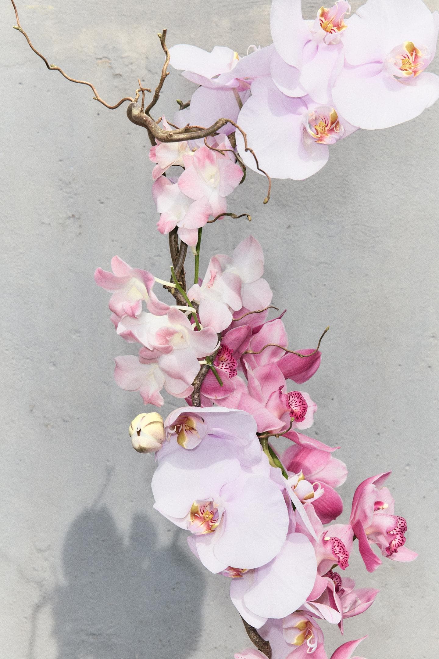 عطر زنانه ارکید زارا ۹۰ میل | Zara Orchid EDP Bloom Collection — تصویر ۳