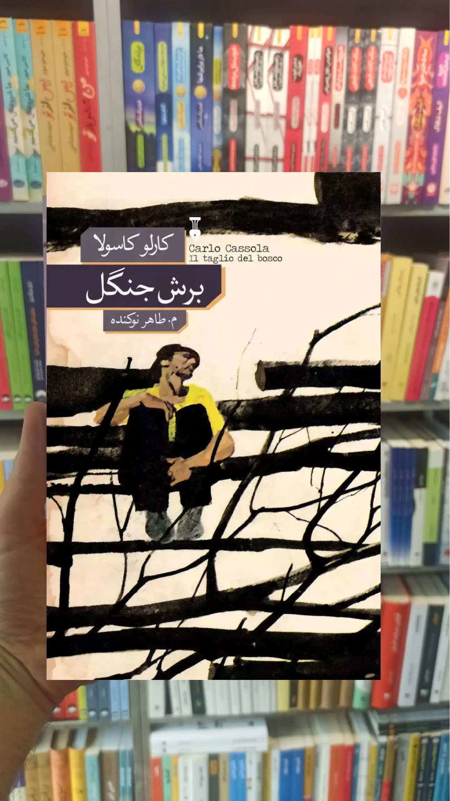 برش جنگل کارلو کاسولا نشرنو