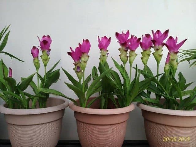 استفاده از لاله تابستانی برای تزئین فضای ویلا