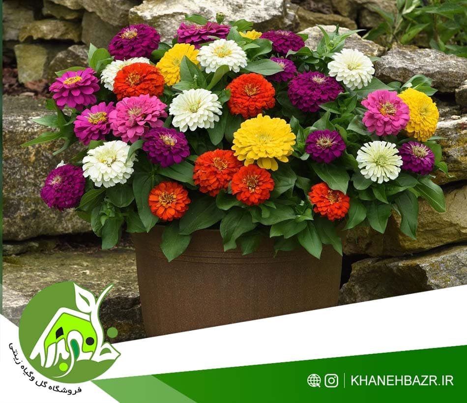 بذر گل آهار میکس | راهنمای کامل پرورش