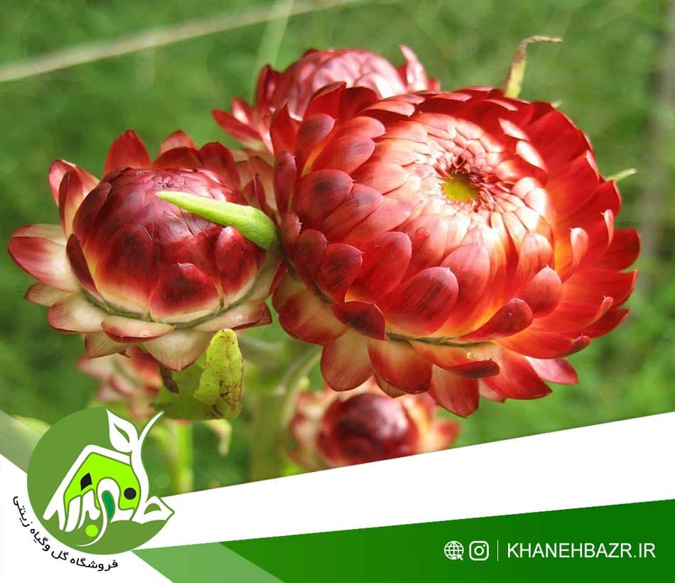 بذر گل جاوید | راهنمای کامل کاشت و پرورش