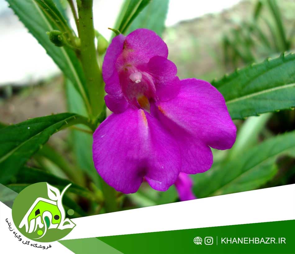 بذر گل حنا بی صبر | راهنمای تخصصی کاشت و پرورش