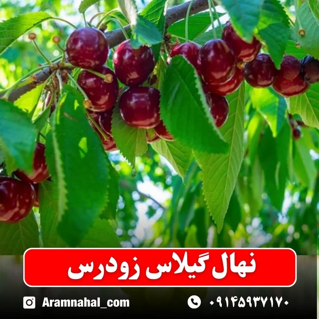 نهال گیلاس زودرس
