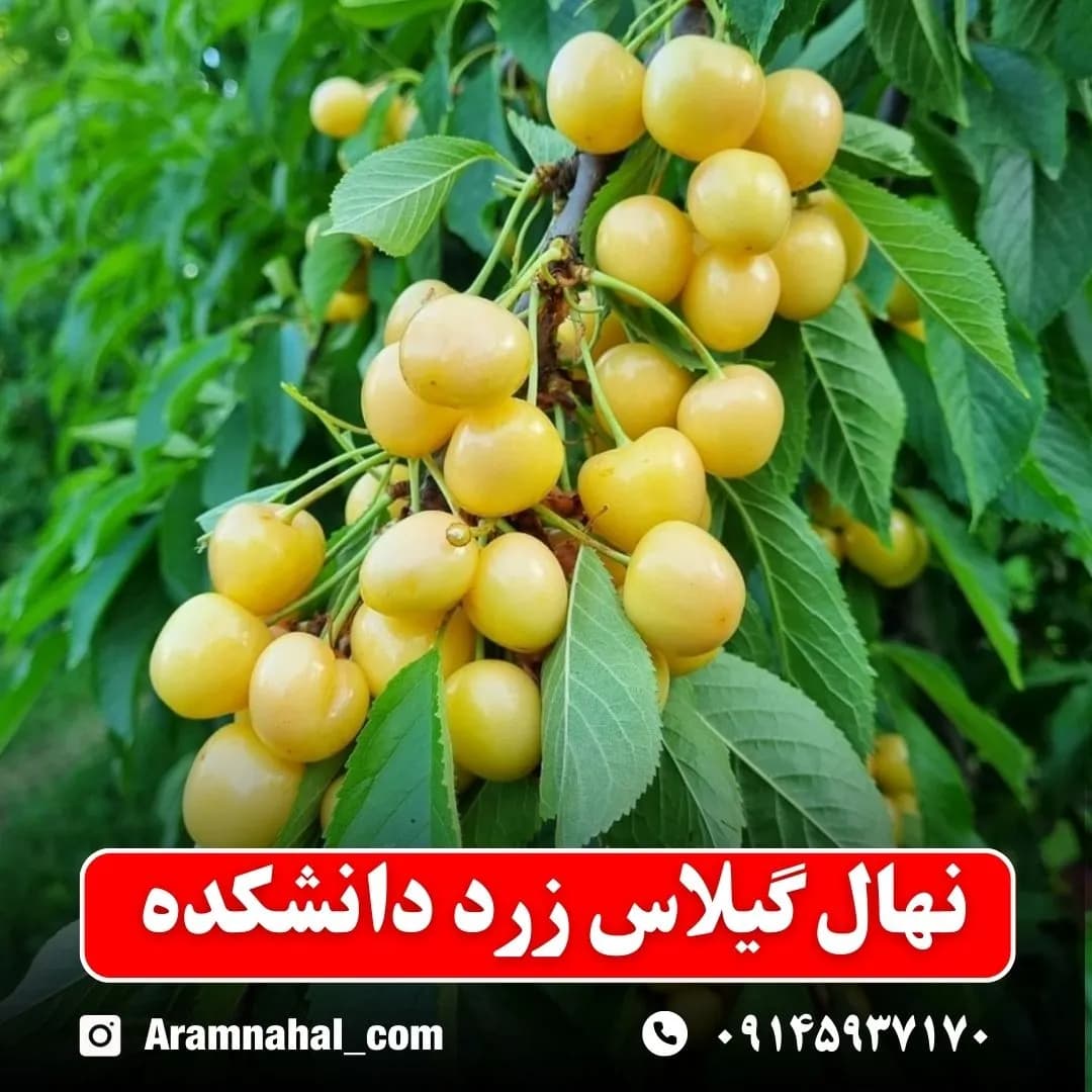 نهال گیلاس زرد دانشکده