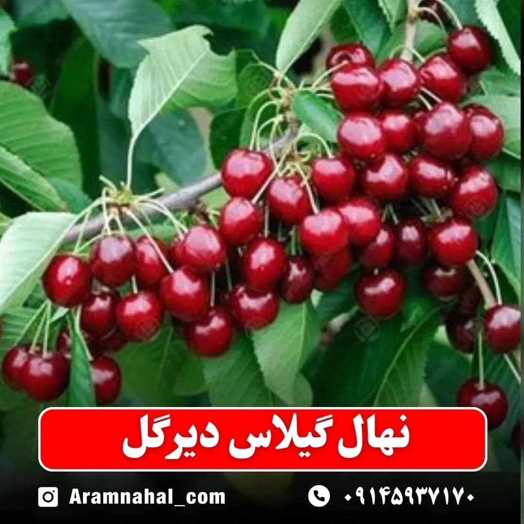 نهال گیلاس دیرگل