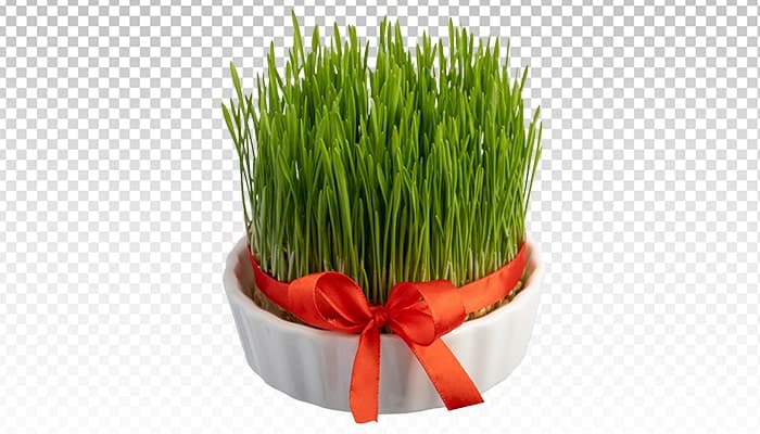تصویر PNG سبزه عید و نوروز توی کاسه سرامیکی
