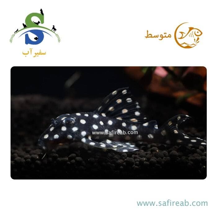 ماهی پلکو بیگ اسپات اسنوبال LDA33
