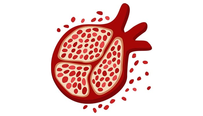 فایل لایه باز طرح گرافیکی انار و دانه انار شب یلدا
