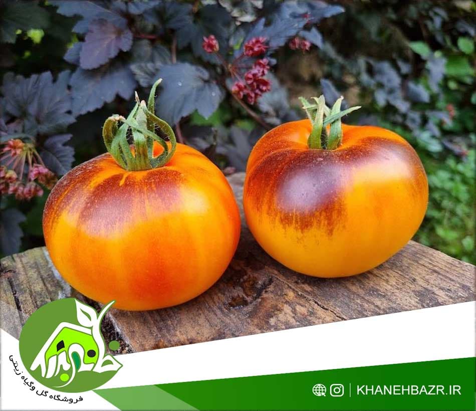 بذر گوجه فرنگی گوهر شفاف | گوجه نارنجی طلایی با طعم شیرین و گوشت سفت