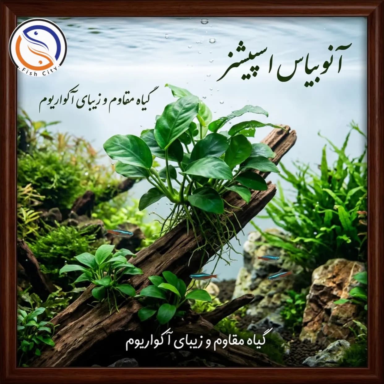 گیاه اکواریوم آنوبیاس اسپیشز