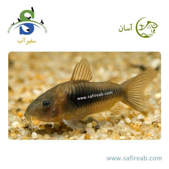 ماهی کت برنز – سایز 5 سانتی متر
