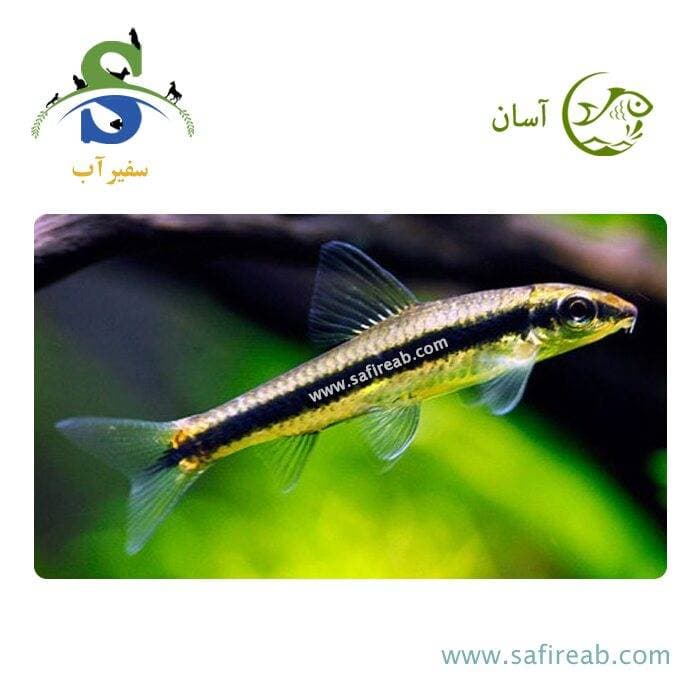 ماهی کت سیامی فاکس