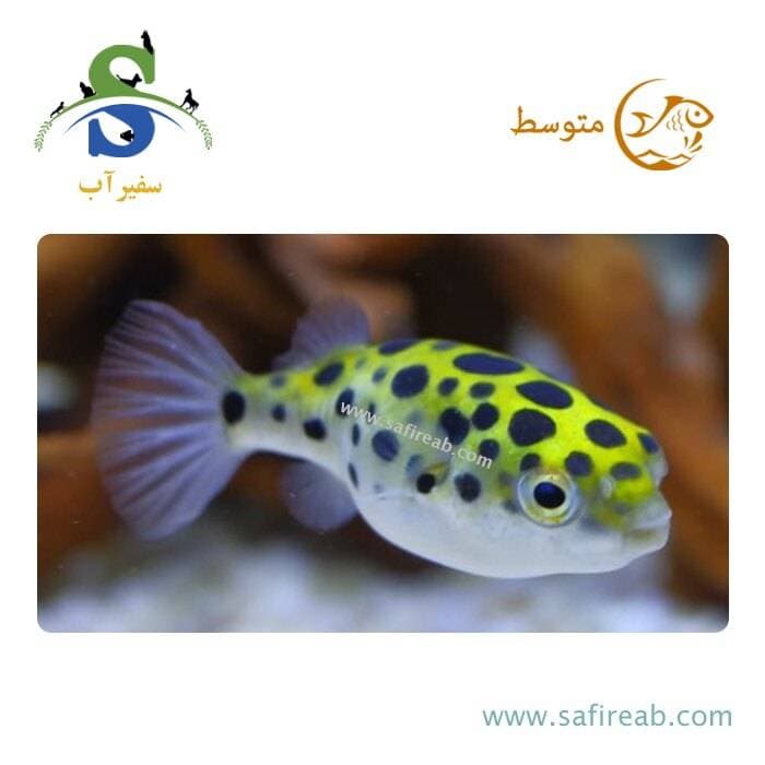 ماهی پافر گرین اسپات