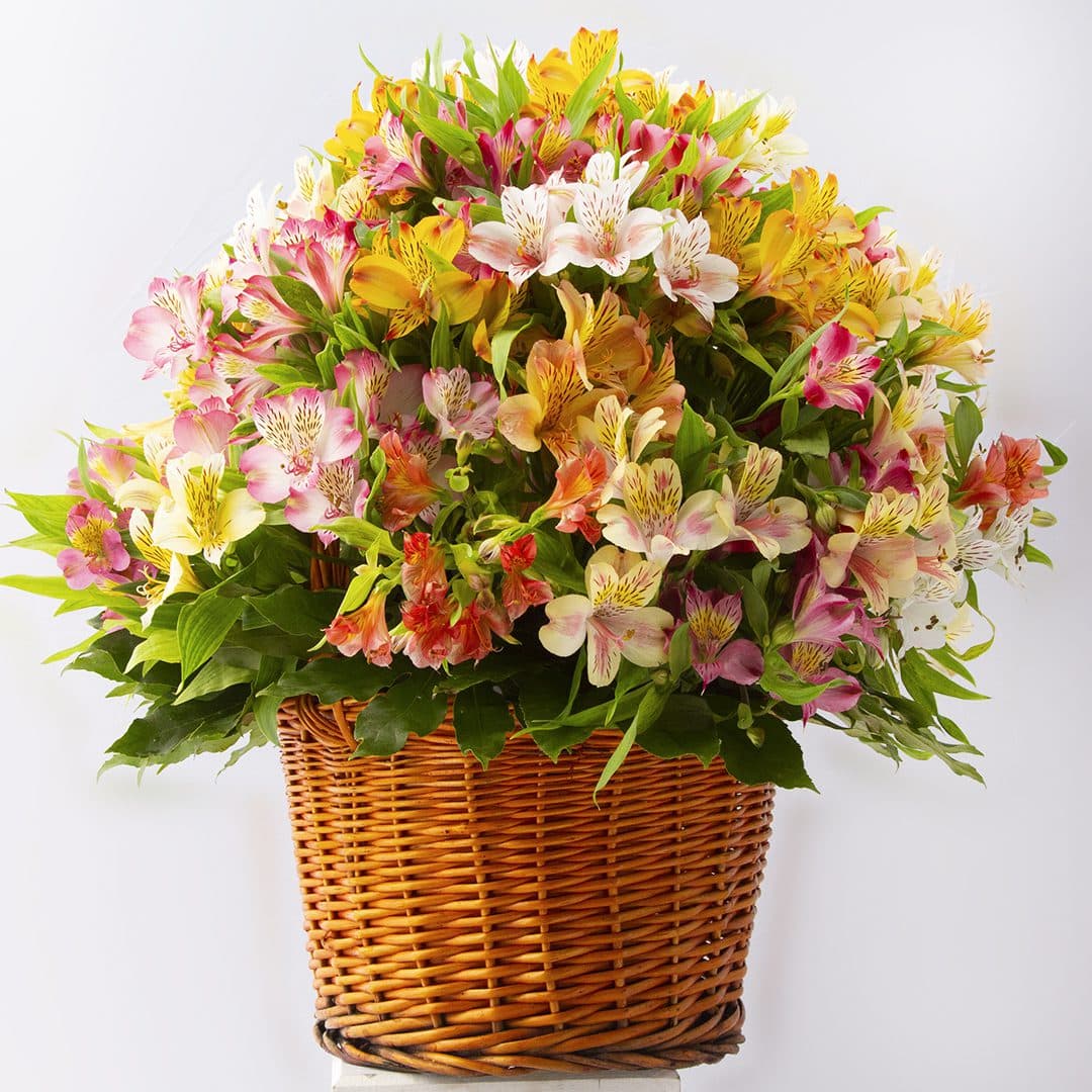 سبد گل آلسترومریا 43009