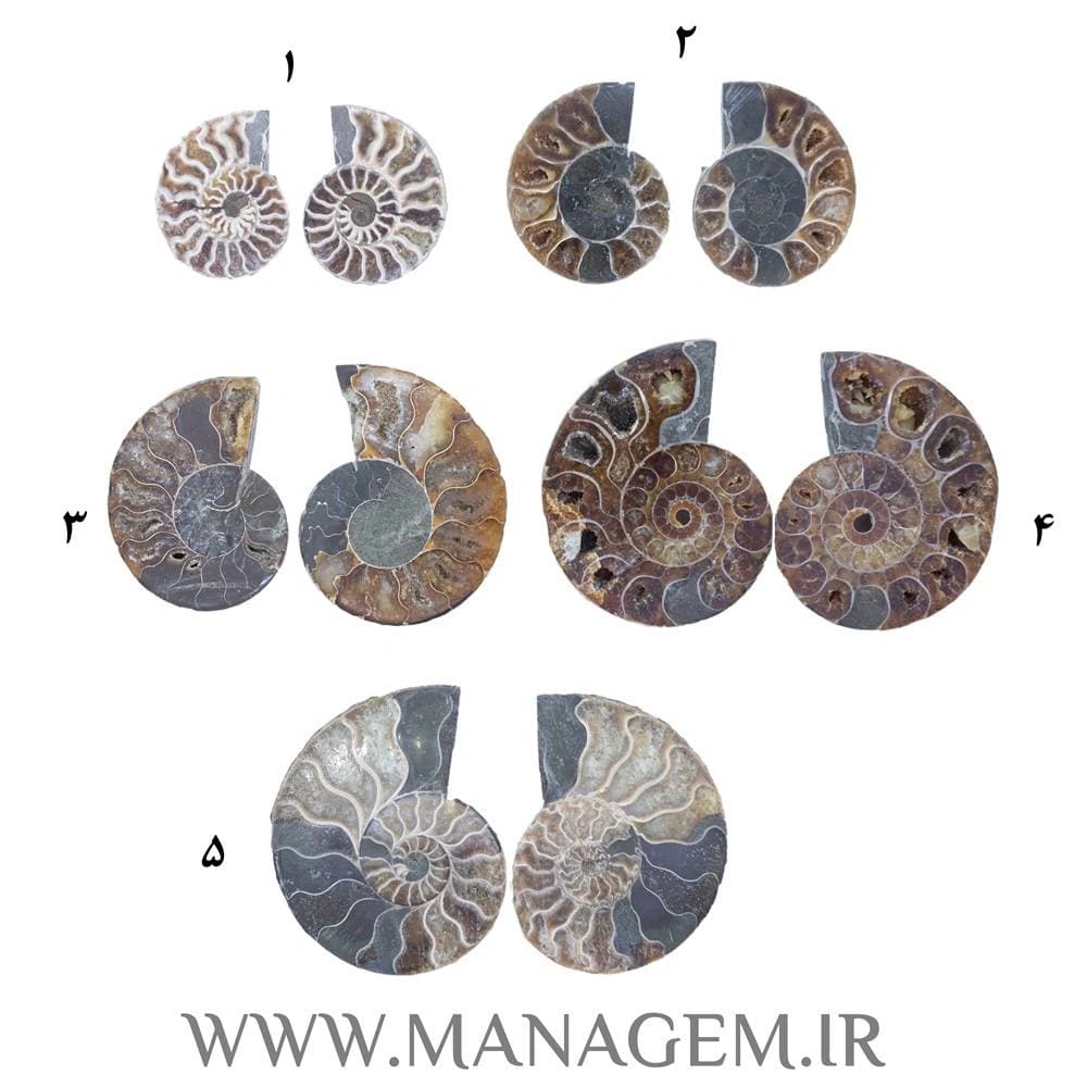 آمونیت فسیل طبیعی