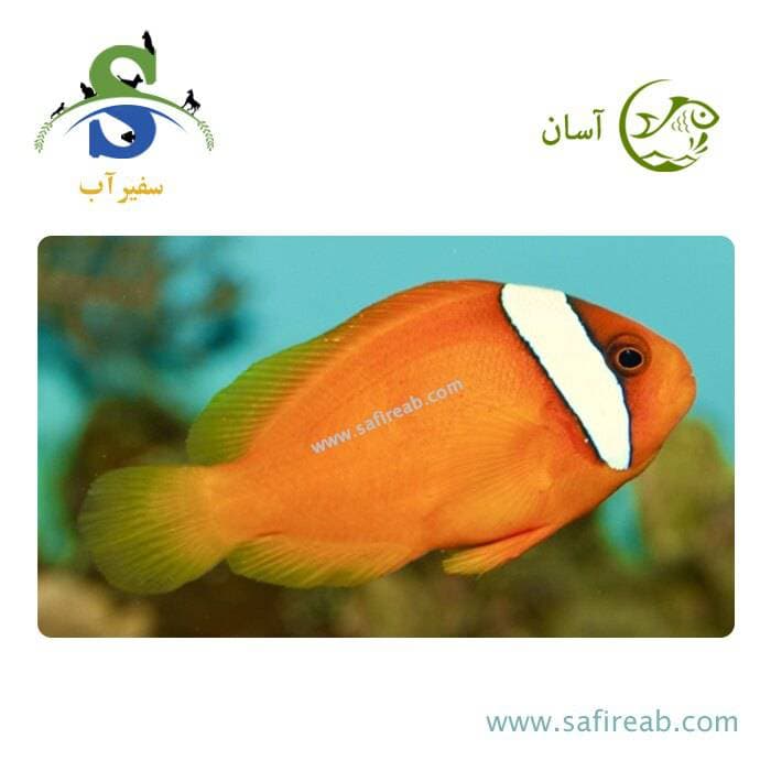 ماهی دلقک تومیتو