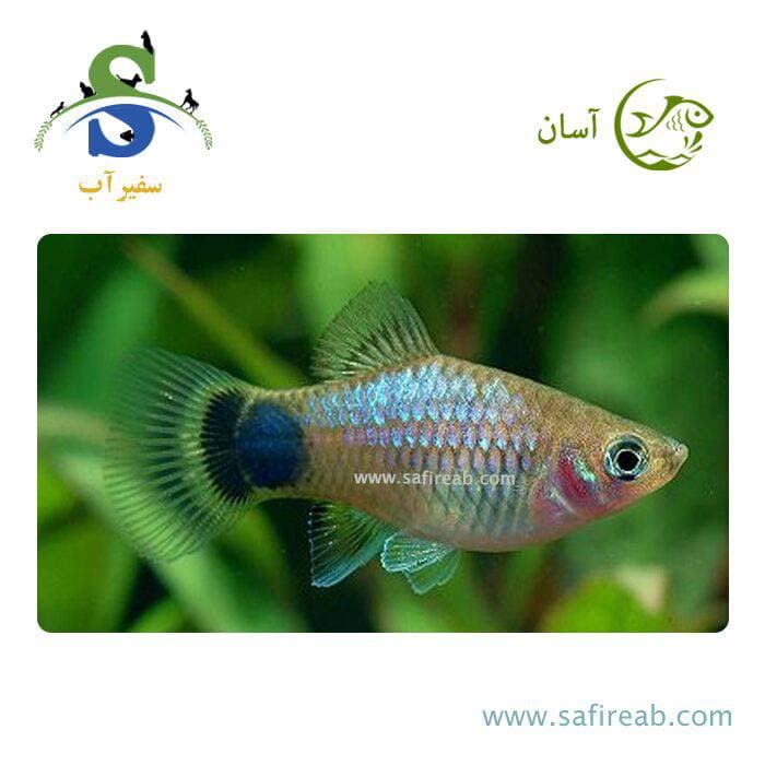 ماهی پلاتی میکی موس آبی