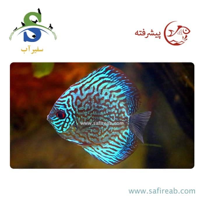ماهی دیسکس لئوپارد