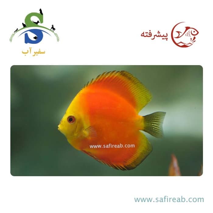 ماهی دیسکس سوپر رد ملون