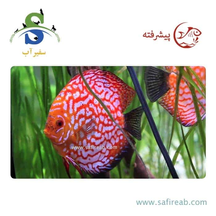 ماهی دیسکس چکربورد