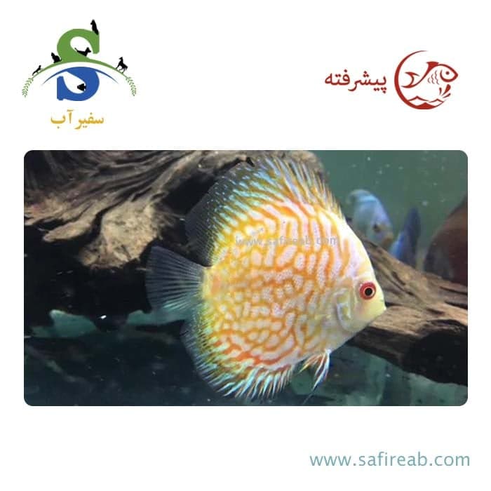 ماهی دیسکس گلدن پیژن