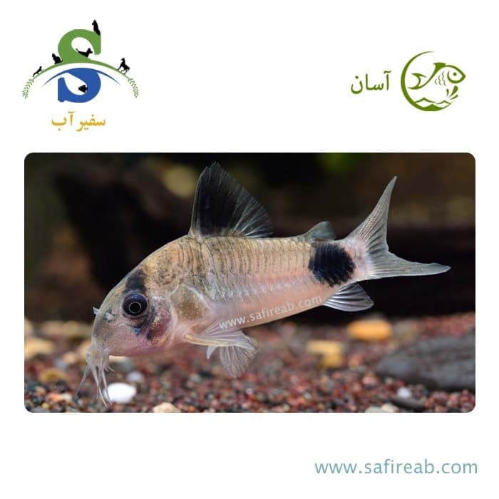 ماهی کوریدوراس پاندا